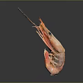 Fresh Orange Cooked Shrimp With Curved Body And Long Antennae On Dark Background