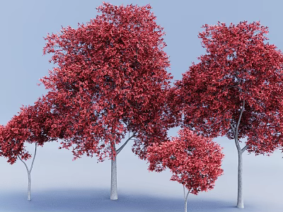 Vibrant Red Leaf Trees With Slender Trunks And Lush Foliage In Blue Background 3d model