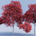 Vibrant Red Leaf Trees With Slender Trunks And Lush Foliage In Blue Background 3d model