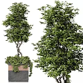 Twisted Trunk Trees With Lush Green Foliage Surrounded By Bushes In Potted Planters