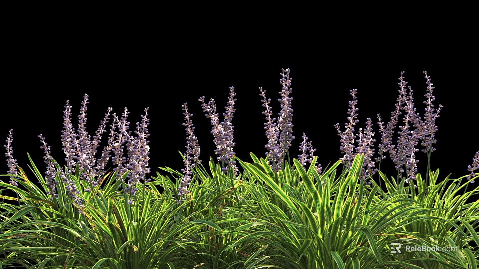 Vibrant Slender Purple Flower Spikes With Lush Tall Green Grass On Black Background 3d model 