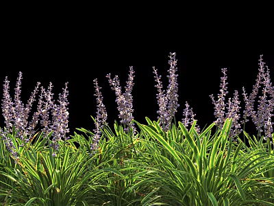 Vibrant Slender Purple Flower Spikes With Lush Tall Green Grass On Black Background 3d model