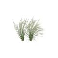 Feathery White Ornamental Grasses with Green Stems and Fluffy Plumes for Garden Decoration