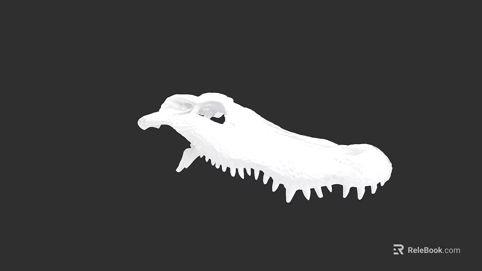 Detailed White Reptile Skull Skeleton with Sharp Teeth on Black Background 3d model 