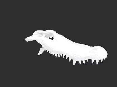 Detailed White Reptile Skull Skeleton with Sharp Teeth on Black Background 3d model