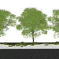 Modern Landscape Tree Sophora Tree Street Tree Arbor Landscape Tree 3d model