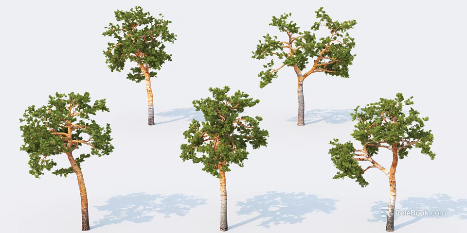 Several Arbor Trees With Lush Green Foliage And Tall Trunks Casting Shadows 3d model