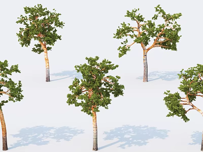 Several Arbor Trees With Lush Green Foliage And Tall Trunks Casting Shadows 3d model
