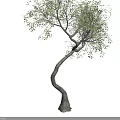 Lush Green Arbor With Curved Trunk And Dense Foliage Details For Landscaping