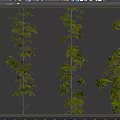 Various Climbing Vines Featuring Green Foliage and Different Leaf Shapes