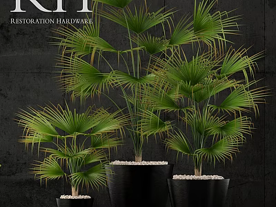 Lush Green Palm Plants In Black Pots With White Pebbles For Garden Decor 3d model