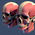 Male Head Muscles And Skeleton Anatomical Model With Detailed Structure On Blue Background