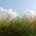 Green and Orange Grass in Field With Blue Sky and White Clouds