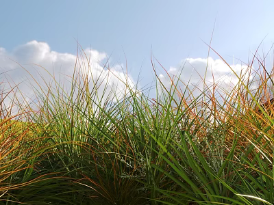 Green and Orange Grass in Field With Blue Sky and White Clouds 3d model