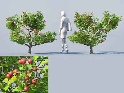 Apple Crops With Ripe Red Fruits and Green Leaves Near Person 3d model