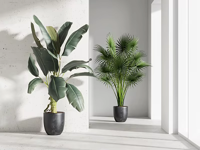 Indoor Large Leaf Banana and Palm Potted Plants in Gray Pots Against White Wall 3d model