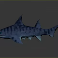 Blue Striped Shark 3D Model with Sharp Fins on Black Background and Reflection 3d model