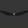 Beautiful Transparent Winged Insect With Red Edges And Reflective Surface
