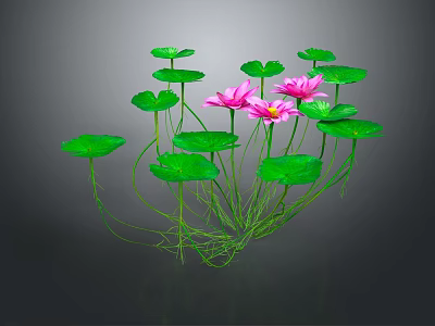 Several Pink Lotus Flowers With Green Leaves And Reflections On Dark Background 3d model