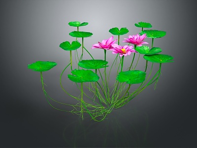 Modern Lotus Leaf Water Grass model