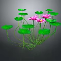 Several Pink Lotus Flowers With Green Leaves And Reflections On Dark Background