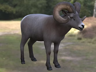 Sheep Animal Creatures 3d model