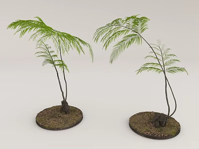 Two Arbor Trees with Slender Trunks Feathery Leaves and Round Soil Mounds 3d model