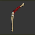 Detailed Human Leg Bone Muscle Anatomical 3D Model Structure Illustration