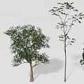 Different Types of Arbor Trees with Various Shapes and Sizes for Garden Design