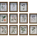 Framed Botanical Prints Collection Featuring Various Plants Herbs And Fruits