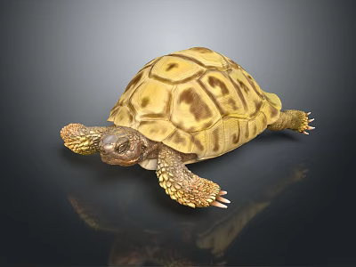 Yellow Brown Tortoise With Detailed Shell Pattern And Scaly Limbs On Dark Background 3d model