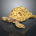 Yellow Brown Tortoise With Detailed Shell Pattern And Scaly Limbs On Dark Background 3d model