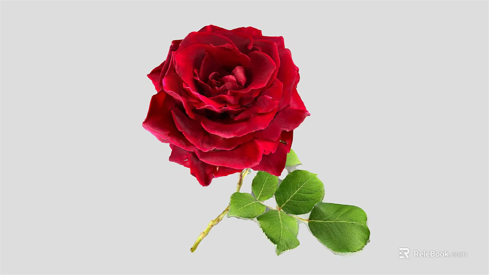 Stunning Red Rose Flower With Vibrant Green Leaves And Lush Petals 3d model 