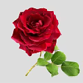 Stunning Red Rose Flower With Vibrant Green Leaves And Lush Petals