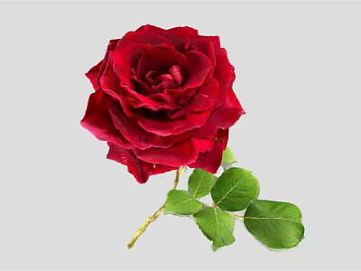 Stunning Red Rose Flower With Vibrant Green Leaves And Lush Petals 3d model