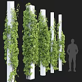 Lush Green Vines Climbing On White Pillars With Fresh Leaves