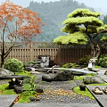 Japanese Courtyard Garden With Red Maple Pine Trees Wooden Fence Stones Lanterns Moss And Pebbles