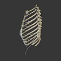 Human Rib Cage Anatomical Model Showing Skeletal Structure For Medical Education