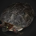 Detailed View of Reptile Turtle with Dark Shell Yellow Eyes and Red Limbs