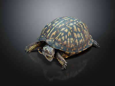 Turtle With Intricate Yellow Brown Patterned Shell On Dark Reflective Surface 3d model