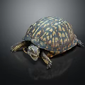 Turtle With Intricate Yellow Brown Patterned Shell On Dark Reflective Surface 3d model