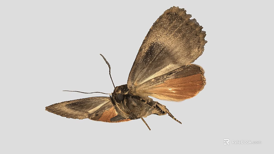 Moth With Spread Wings Brown And Orange Color Isolated On Gray Background 3d model 