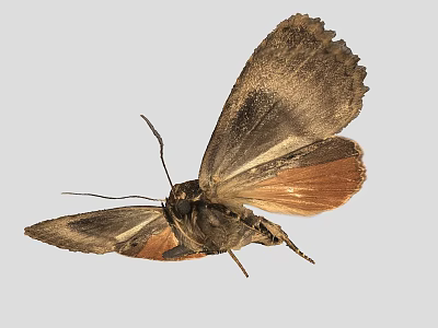 Moth With Spread Wings Brown And Orange Color Isolated On Gray Background 3d model