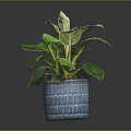 Green Leafy Plant in Blue Textured Pot on Dark Background with Healthy Lush Foliage