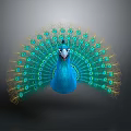 Peacock Spreading Vibrant Blue And Green Feathers With Eye Like Patterns