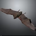 Detailed Bat With Spread Wings In Natural Pose On Gray Background 3d model