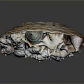 Decorative Basket Filled With Various Seashells Of Different Shapes And Sizes