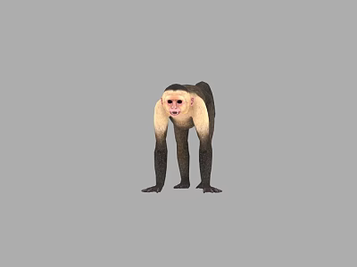 Standing Monkey Game Movie Character with White Face Belly Black Back Limbs on Gray Background 3d model