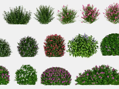 Colorful Flowering Shrubs With Various Green Leaves And Pink Purple Blooms For Garden 3d model