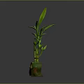 Small Bamboo Plant with Green Leaves in Owl Shaped Decorative Pot